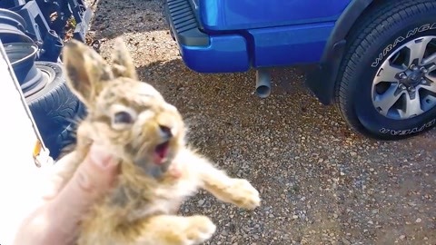 喵酱妹妹帮我追女神吧