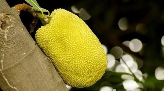 克莱拉与熊的秘密